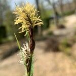 Carex caryophyllea Квітка