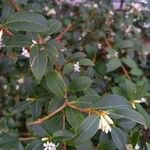 Osmanthus × burkwoodii Blatt