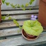 Pinguicula moranensisFlor