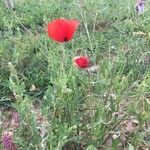 Papaver rhoeasFlower