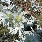 Eryngium maritimumبرگ