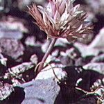 Allium atrorubens Blomma