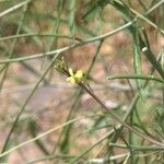 Sisymbrium orientale ফুল