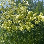 Styphnolobium japonicum Flors