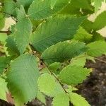 Zelkova serrata Leaf