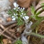 Scandix australis Çiçek