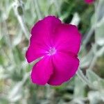 Lychnis coronariaFlor