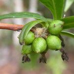 Daphne bholua फल
