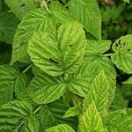 Rubus ellipticus ഇല