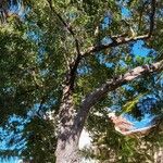 Liquidambar formosana Συνήθη χαρακτηριστικά