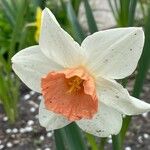 Narcissus × medioluteus പുഷ്പം