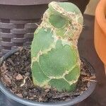 Opuntia zebrina Leaf