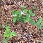 Rubus flagellaris Flor