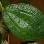 Loreya mespiloides Leaf