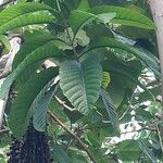 Ficus auriculata Blad