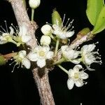 Erythroxylum suberosum Máis