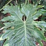 Philodendron bipinnatifidum পাতা