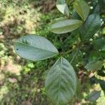 Acokanthera schimperi Blatt