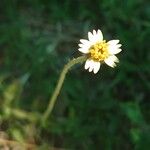 Tridax procumbens Çiçek