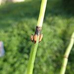 Equisetum arvense പുറംതൊലി