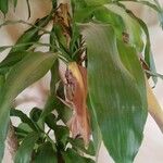 Dracaena fragransFuelha