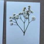 Gypsophila paniculata ᱵᱟᱦᱟ