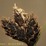 Carex parviflora Fruit