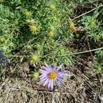 Machaeranthera tanacetifolia Flor