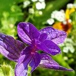 Salvia viridis Leaf