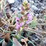 Salvia verbenaca Blüte