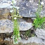 Parnassia palustris অভ্যাস