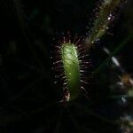 Drosera anglica Levél