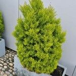 Hesperocyparis macrocarpa Plante entière