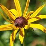 Rudbeckia fulgida 花