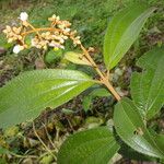 Miconia xalapensis Kvet