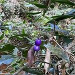 Psychotria suterella Fruto