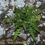 Asplenium foreziense Costuma