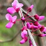 Cercis canadensisЦвят