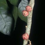 Guarea pubescens Fruit