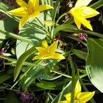 Tulipa sylvestris ফুল