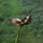 Scrophularia alpestris Fruit