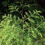 Thuja koraiensis पत्ता