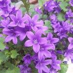 Campanula portenschlagianaപുഷ്പം