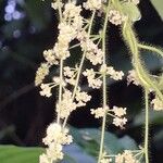 Cissampelos pareira Blomst