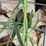 Euphorbia segetalis Blatt