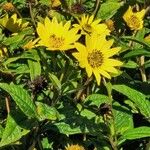 Helianthus decapetalus Цветок