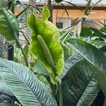 Spathiphyllum wendlandii Hoja