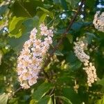 Prunus virginiana फूल