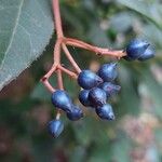 Viburnum rugosum ഫലം