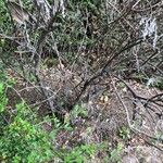 Artemisia thuscula Casca